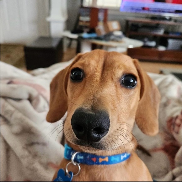 Meet your Posher, Maxine - Picture 1 of 1